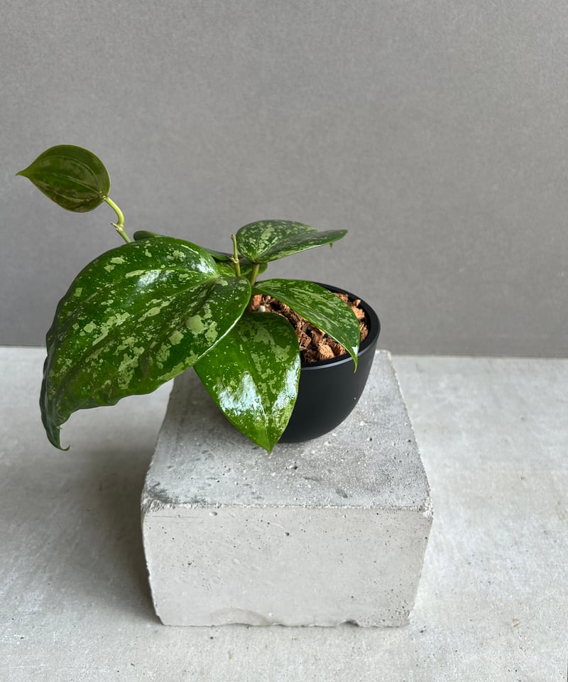 1124＊Hoya ＊ ホヤ＊latifolia＊silver ＊ラティフォリア ホヤ ラティフォリア スノー クイーン 「Hoya latifolia Snow Queen」