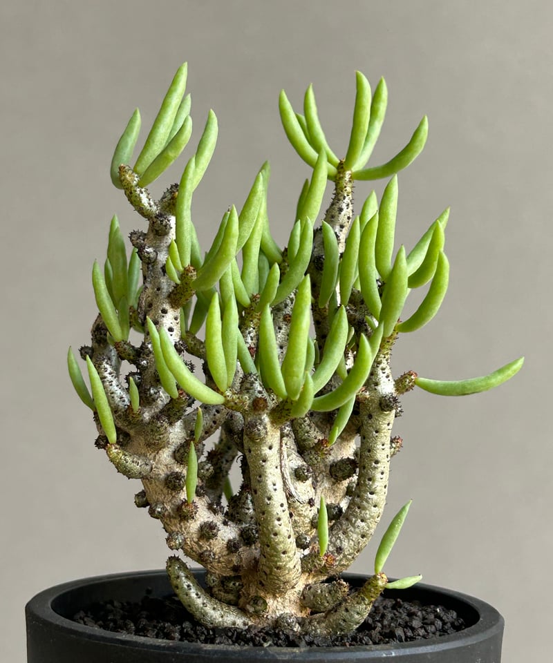 チレコドン　ブッコルジアヌス チレコドン ブッコルジアヌス／Tylecodon buchholzianus no.