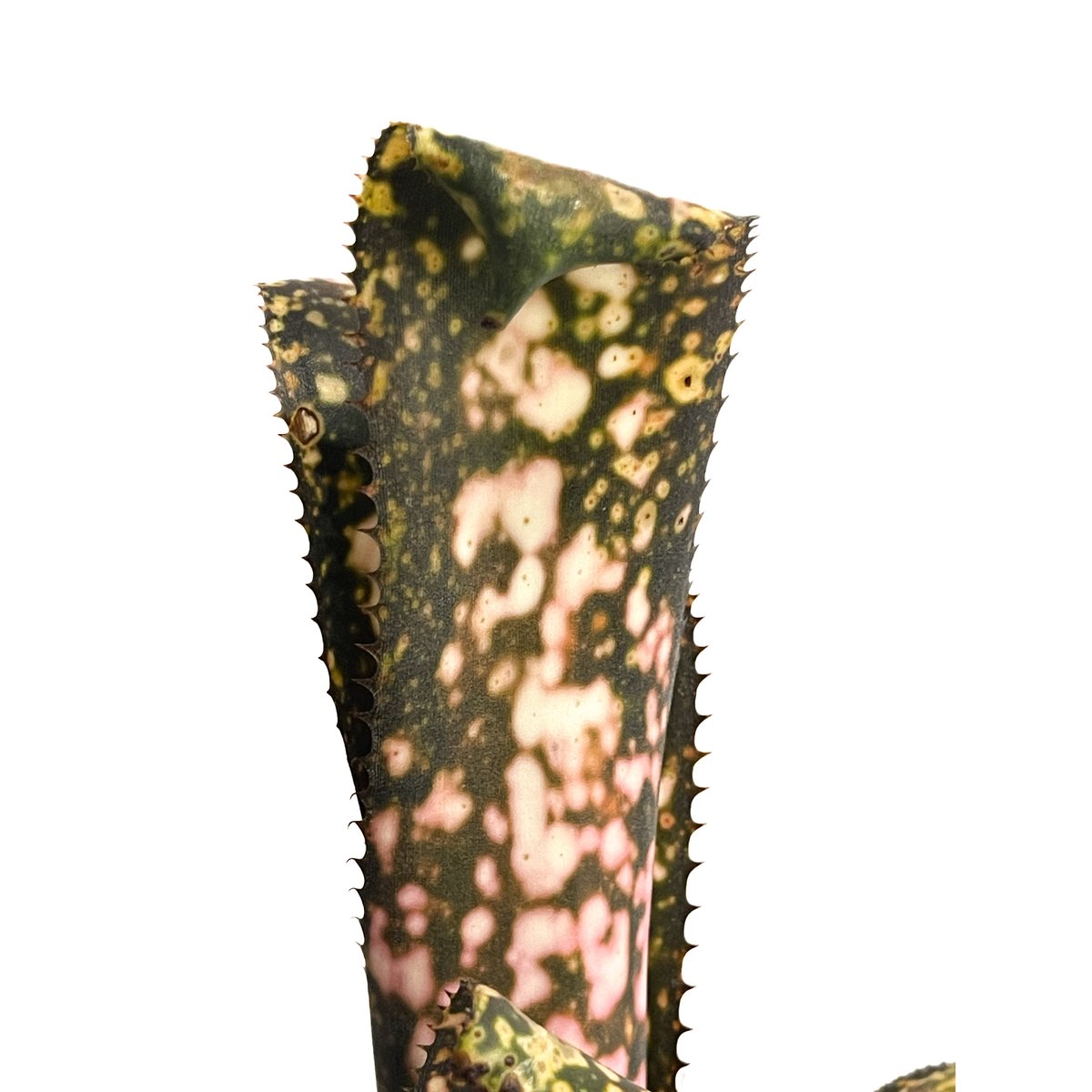 ビルベルギア コールド フュージョン「Billbergia Cold Fusion