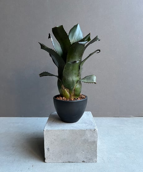 ブロメリア・エアープランツ Hohenbergia Black Fujin Hohenbergia Black Fujin