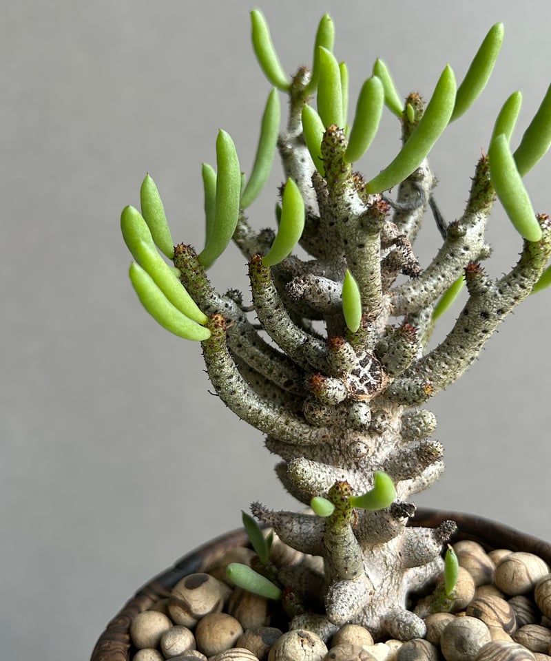 チレコドン ブッコルジアヌス+ plantsmonsters pot「Tyleodon buc