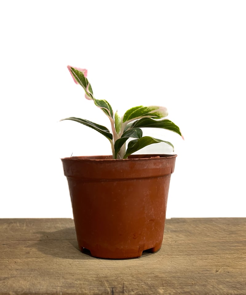アグラオネマ ロータス デライト「Aglaonema Lotus Delight」5/16-4