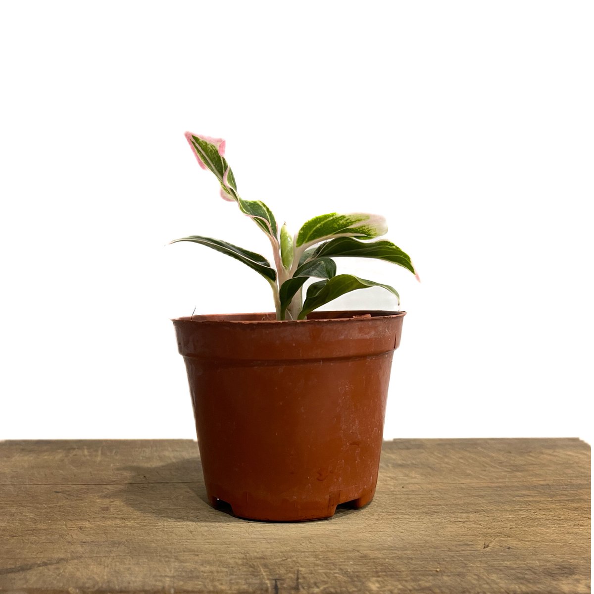 アグラオネマ ロータス デライト「Aglaonema Lotus Delight」5/16-4