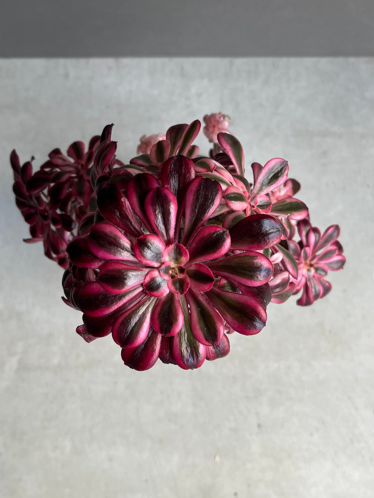 アエオニウム 'シャネル' 「Aeonium 'Chanel'」31N | SHOUCHIKUEN