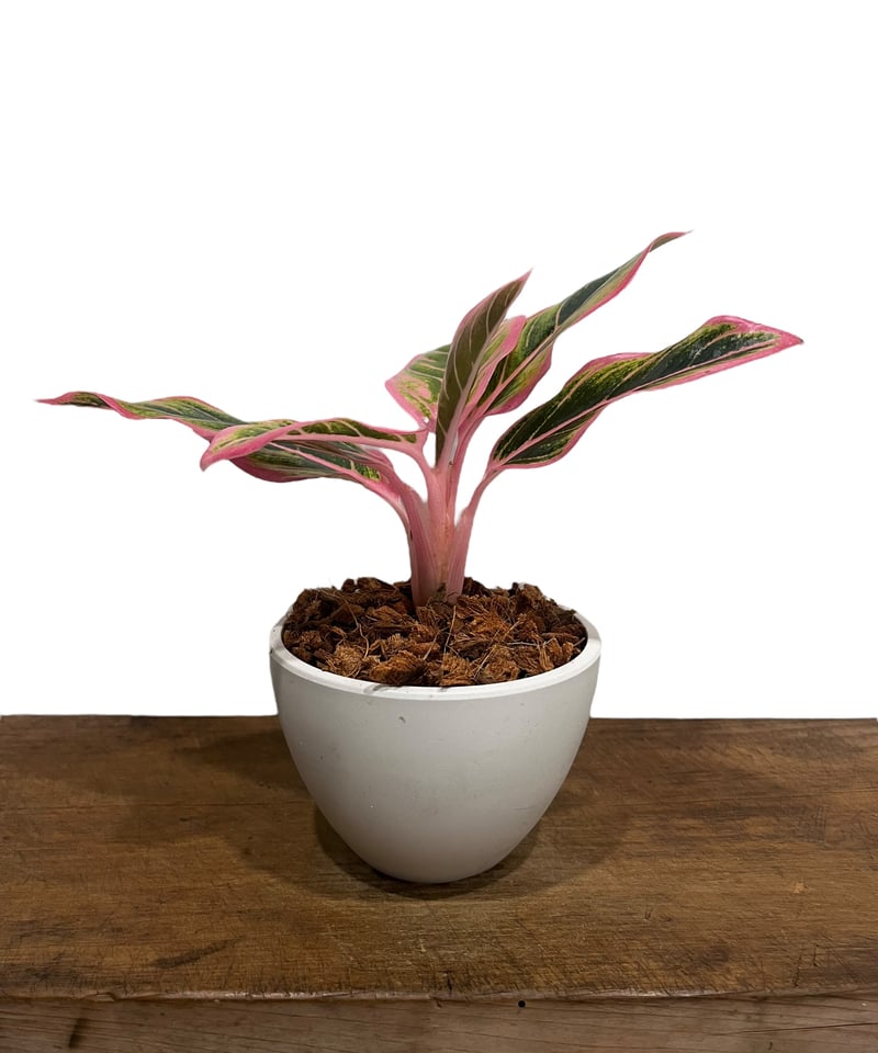 Aglaonema Lotus Delight 子株付き アグラオネマ ロータス デライト 「Aglaonema Lotus Delight 」67U