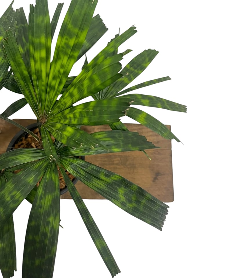 リクアラ マッタネンシス マプ 「Licuala mattanensis 'Mapu' 」17