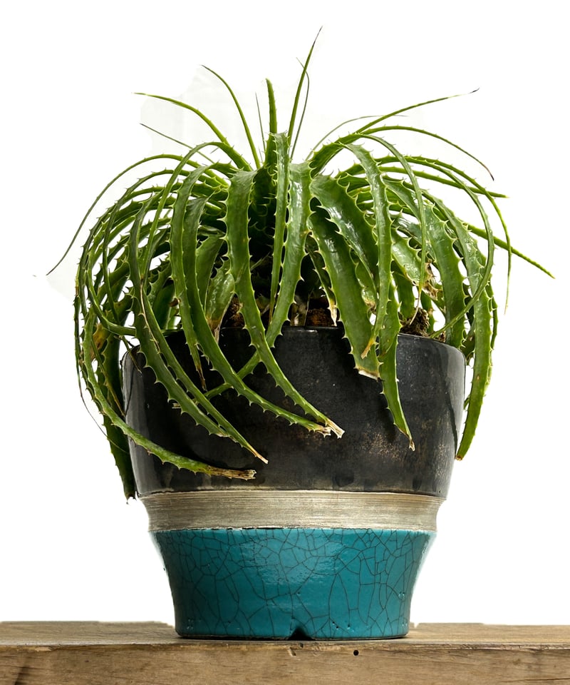 ラスト！写真2-4枚目　エンコリリウム ペディセラツム　多肉植物 ラスト！写真2-4枚目 エンコリリウム ペディセラツム 多肉植物