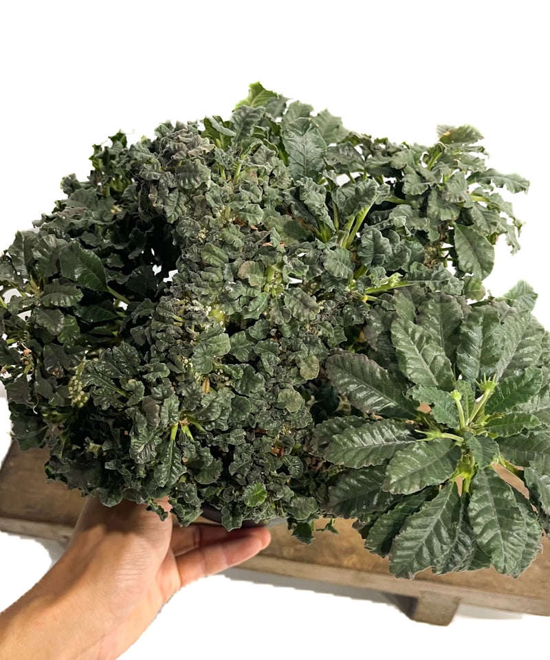 ドルステニア ラブラニー x フォエチダ 綴化「Dorstenia lavrani x foe
