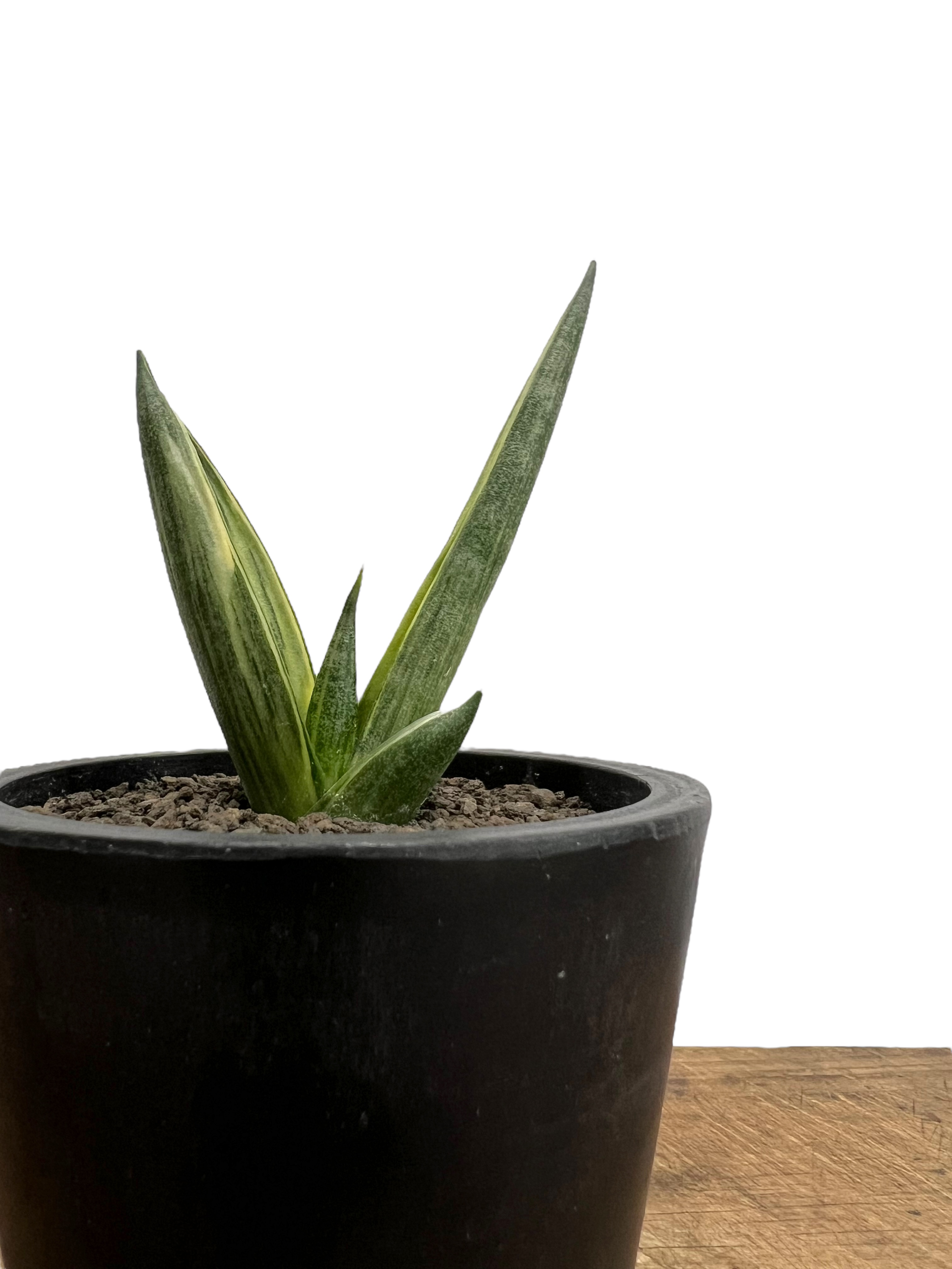サンセベリア ボンセレンシス スノー ホワイト 「Sansevieria