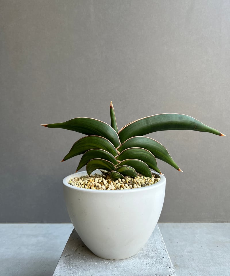 サンセベリア ロリダ 斑入 「Sansevieria rorida variegated」15