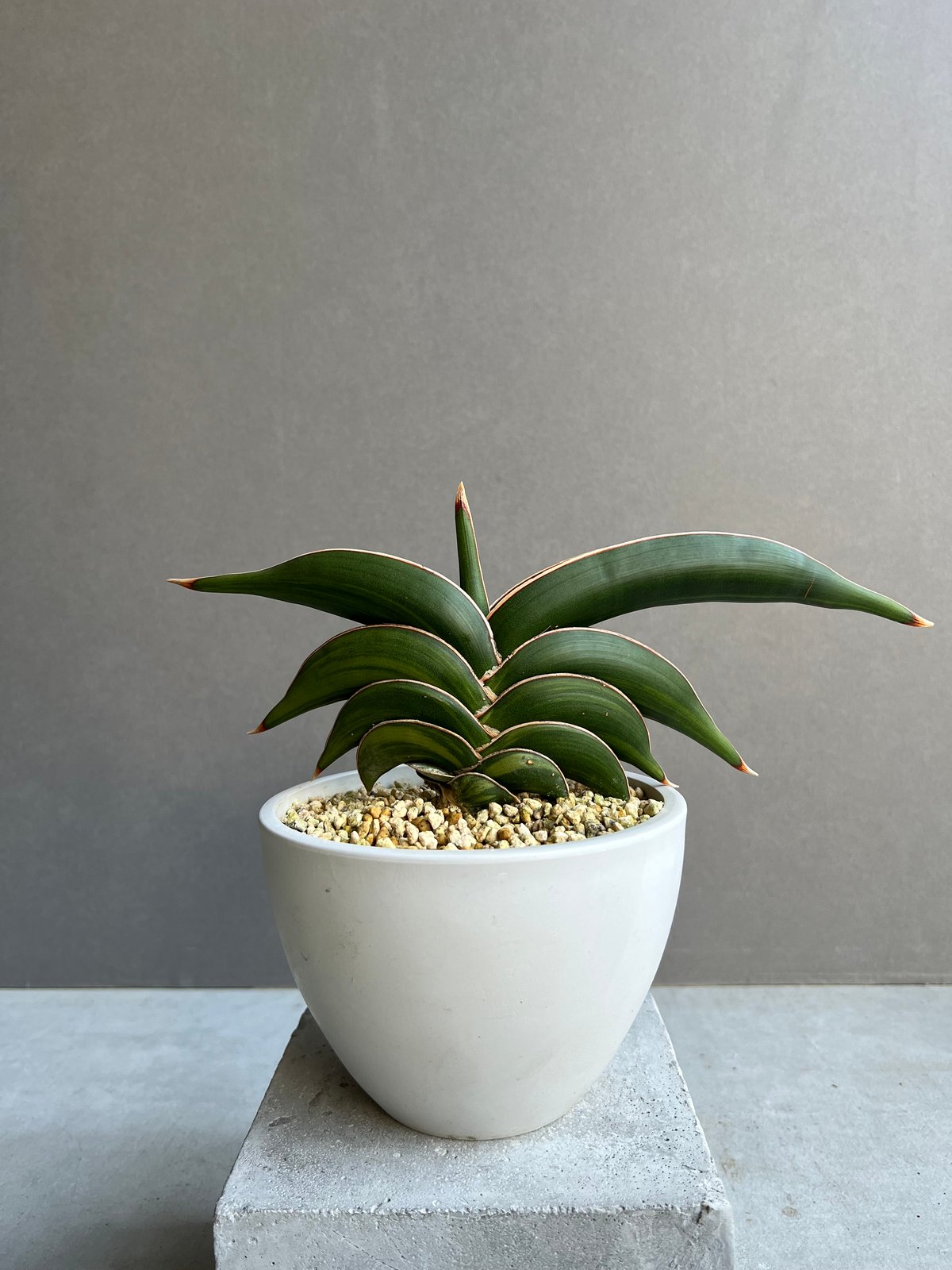 サンセベリア ロリダ 斑入 「Sansevieria rorida variegated」15 サンセベリア ロリダ 斑入 「Sansevieria rorida variegated」15
