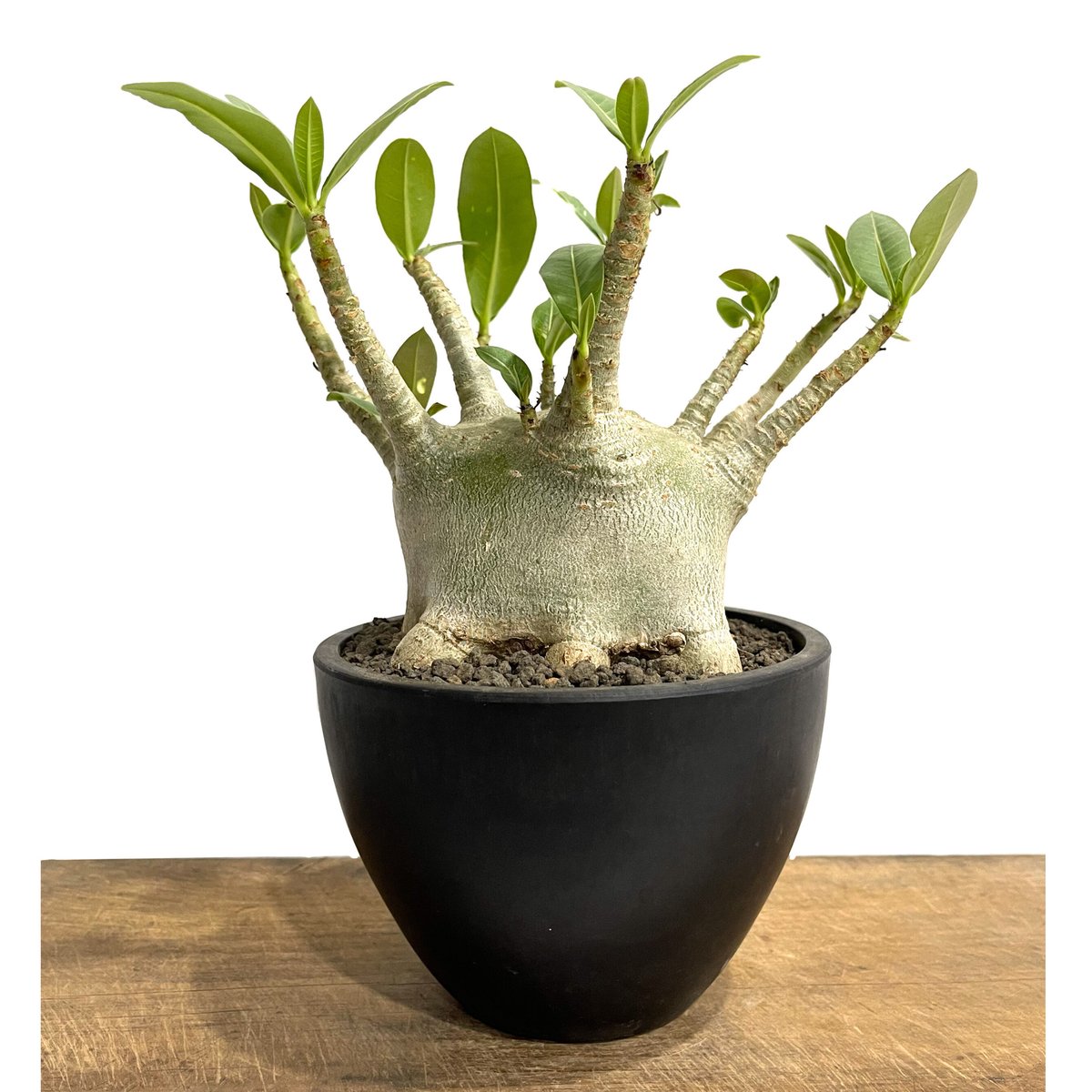 アデニウム アラビカム スーパー ドワーフ タイプ「Adenium