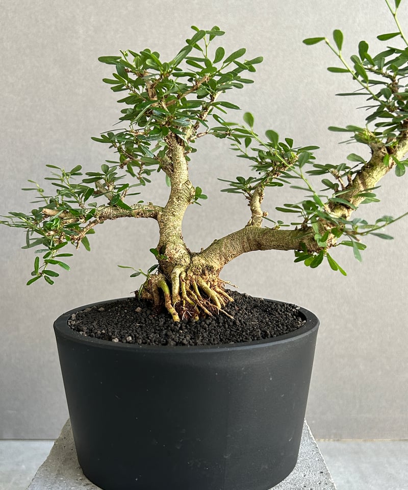 うち” 盆栽 Limited Edition 「“UCHI” BONSAI」 6J |