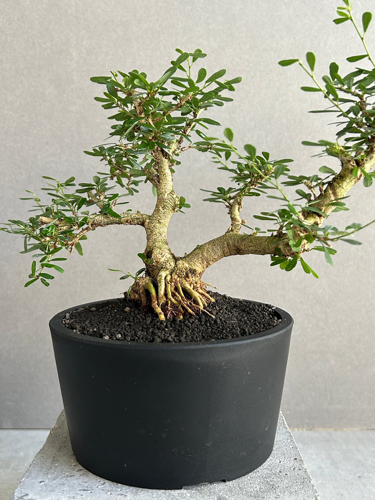 うち” 盆栽 Limited Edition 「“UCHI” BONSAI」 6J |