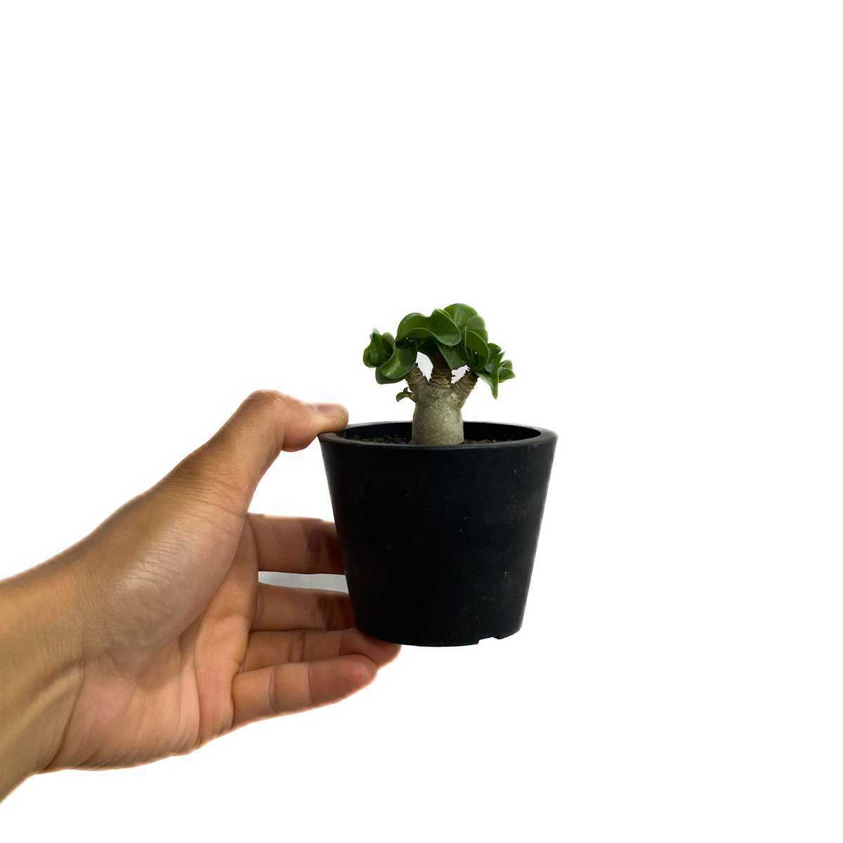アデニウム　獅子葉　DHA アデニウム D.H.A (獅子葉) 「Adenium D.H.A」89A-1 | SHOUC