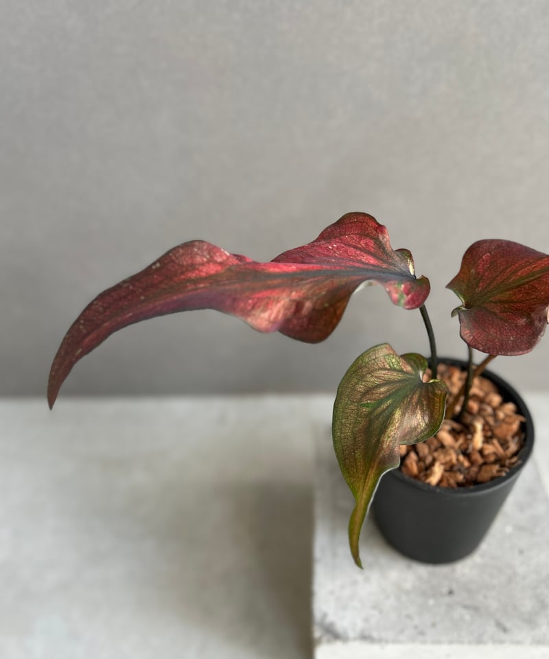 カラジューム ハイブリッド “ワインレッド ラバー” 「Caladium