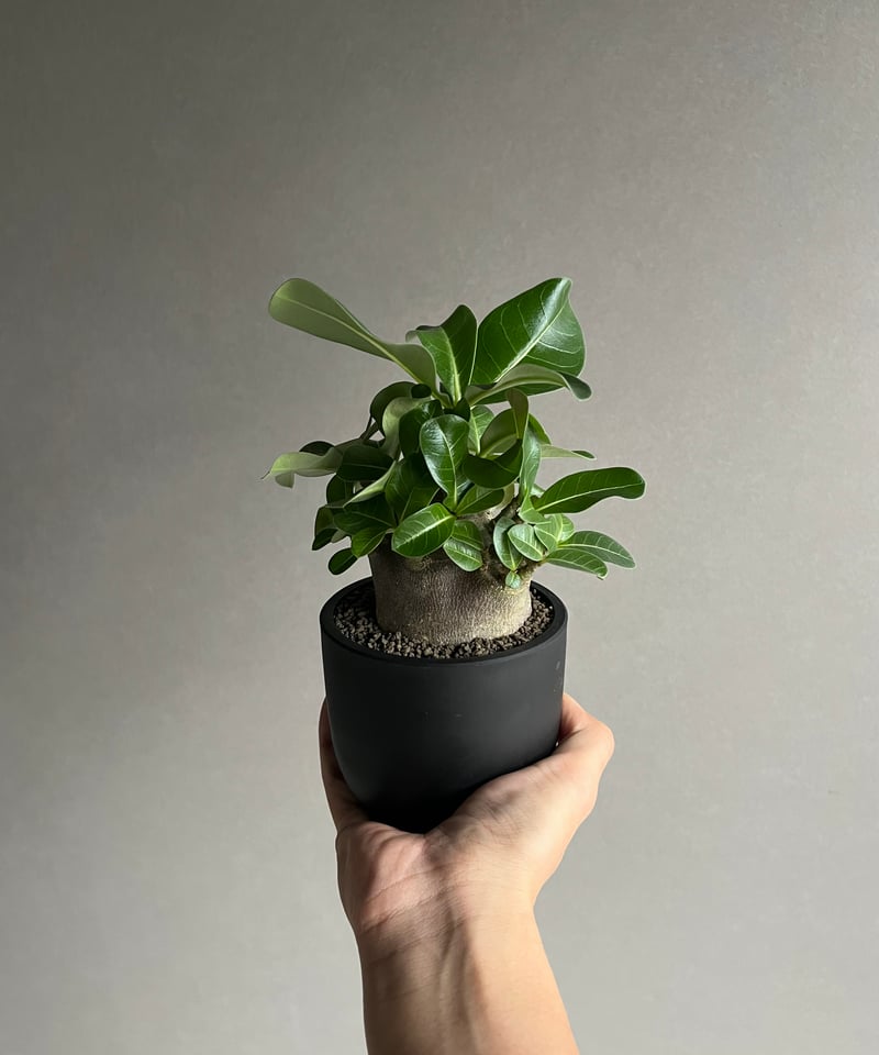 アデニウム アラビカム スーパー ドワーフ “ブラック” 「Adenium