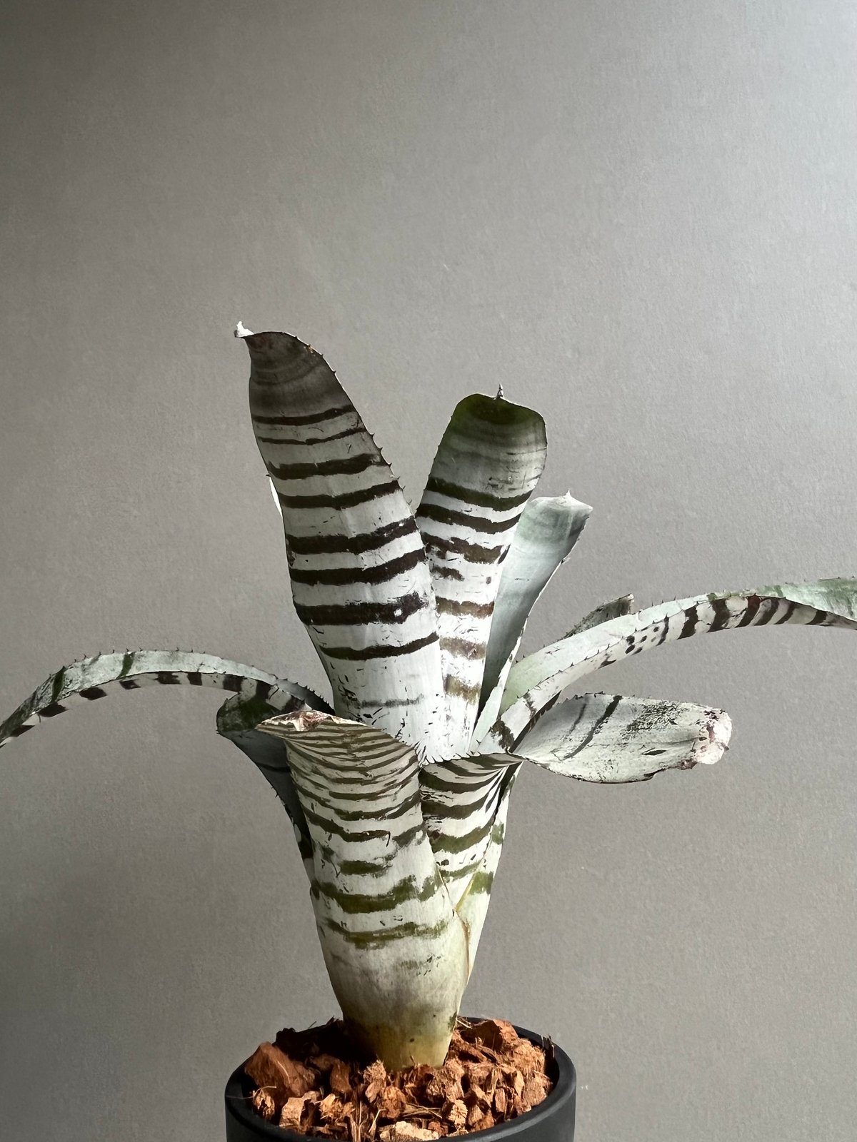 エクメア チャンティニー ブラック セレクト 「Aechmea chantinii Black