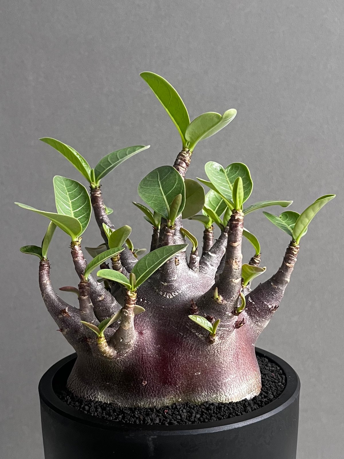 アデニウム アラビカム スーパー ドワーフ “ブラック” 「Adenium
