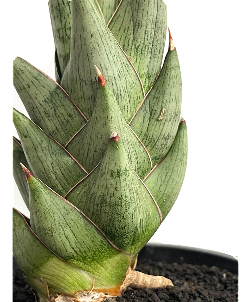 サンセベリア ロックマン (変異種)「Sansevieria Rock Man (mutate