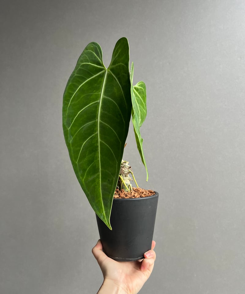 アンスリウム ハイブリッド 斑入 「Anthurium hybrid Variegated