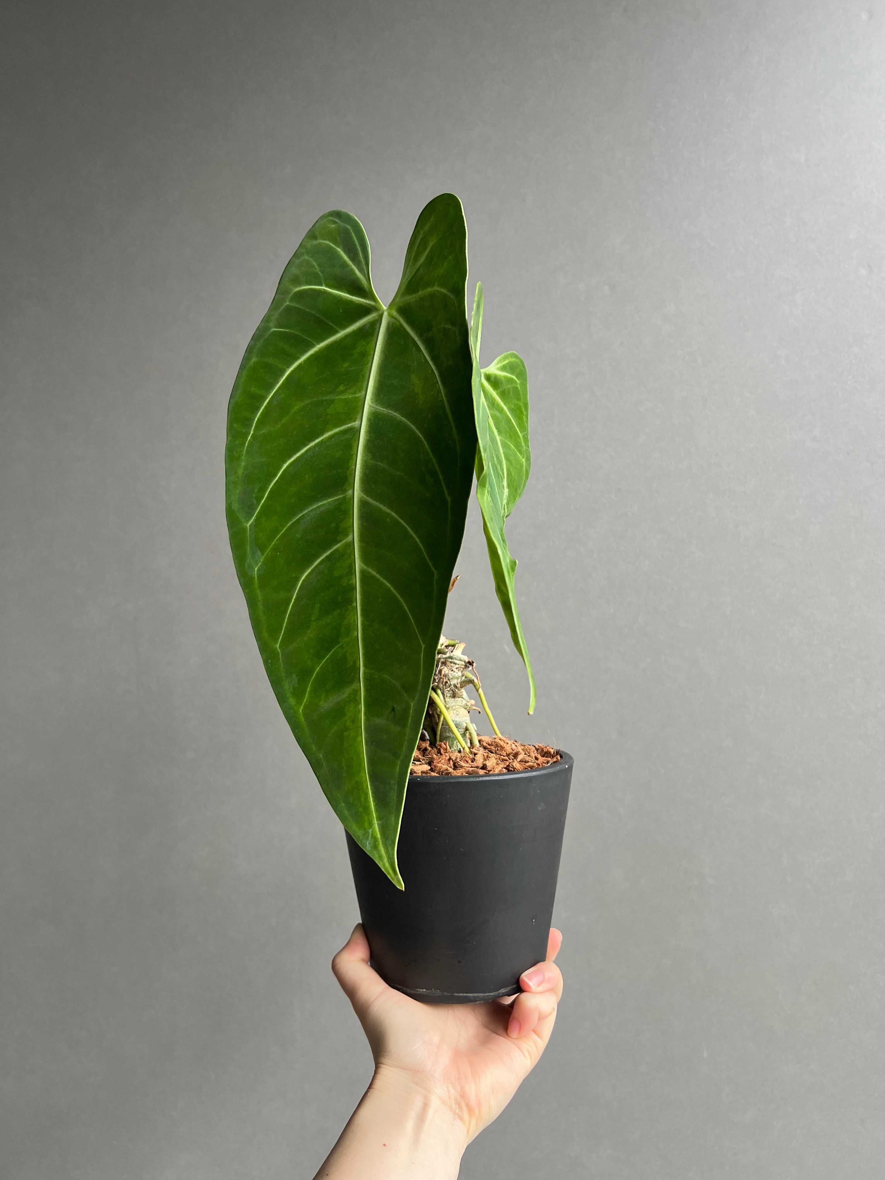 アンスリウム ハイブリッド 斑入 「Anthurium hybrid Variegated」