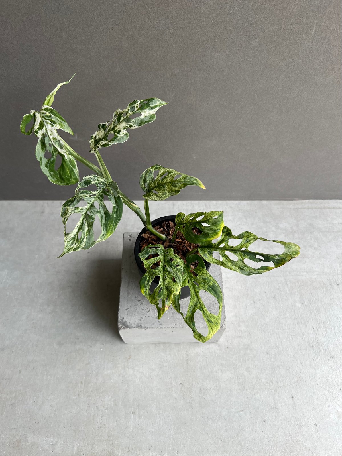 モンステラ ラニアタ ミント 斑入 「Monstera laniata mint