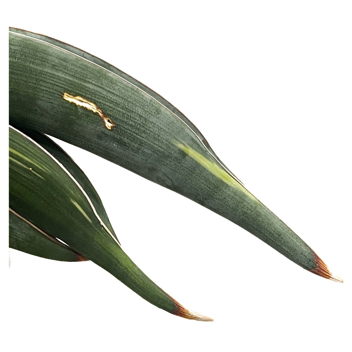 サンセベリア ロリダ 斑入り「Sansevieria rorida var.」93D-4 |