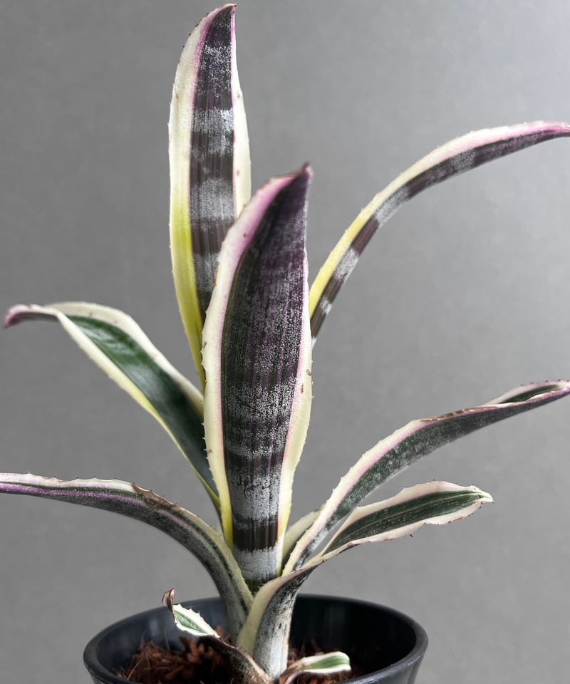 ブロメリア・エアープランツ Aechmea Otto Aechmea Otto 【artPLANTs】エクメア/タンクブロメリア | artPLANTs