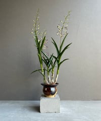 サンセベリア コヨーテ 「Sansevieria Coyote」6/1-705 | SHOUC