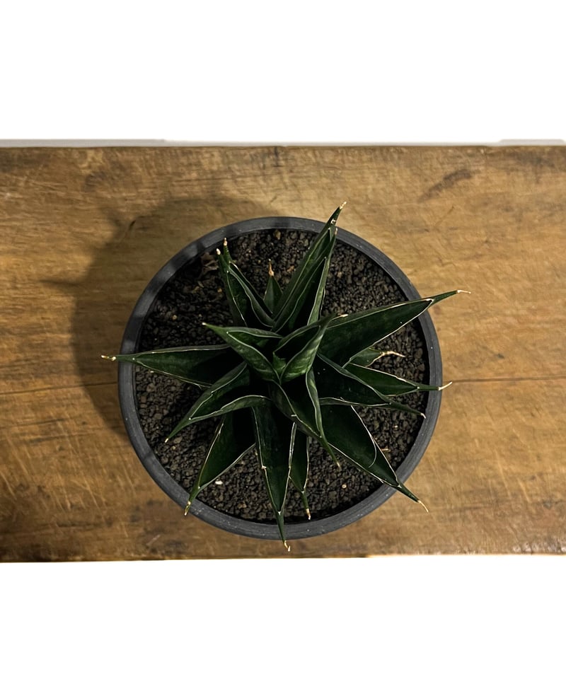 サンセベリア グリーン ランタン「Sansevieria Green Lantern (by