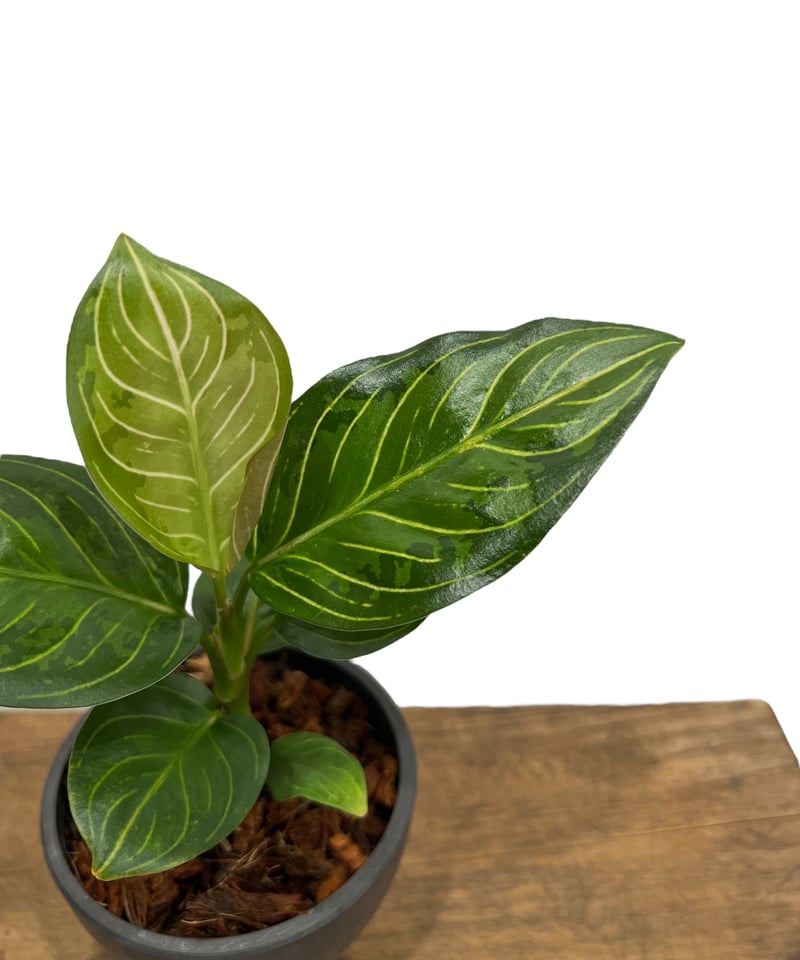 アグラオネマ ブラック リップスティック「Aglaonema Black Lipstick」7