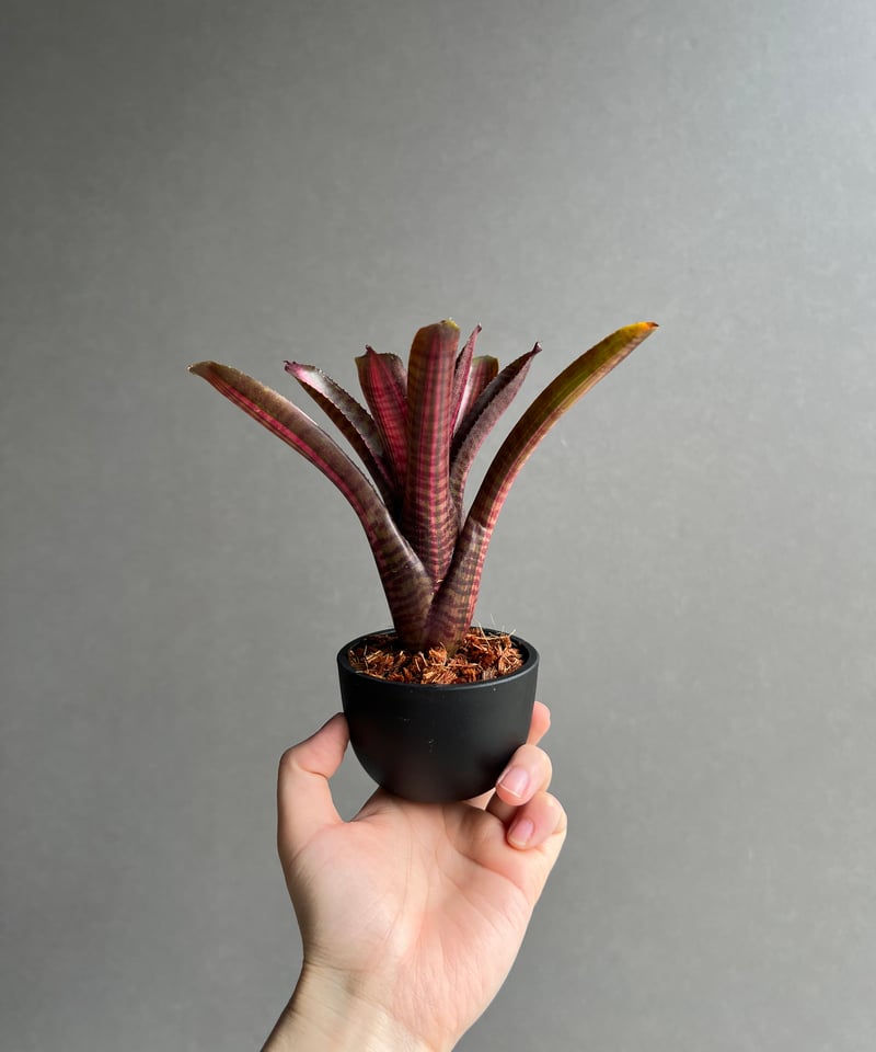 ネオレゲリア スコタックズ コード レッド 「Neoregelia