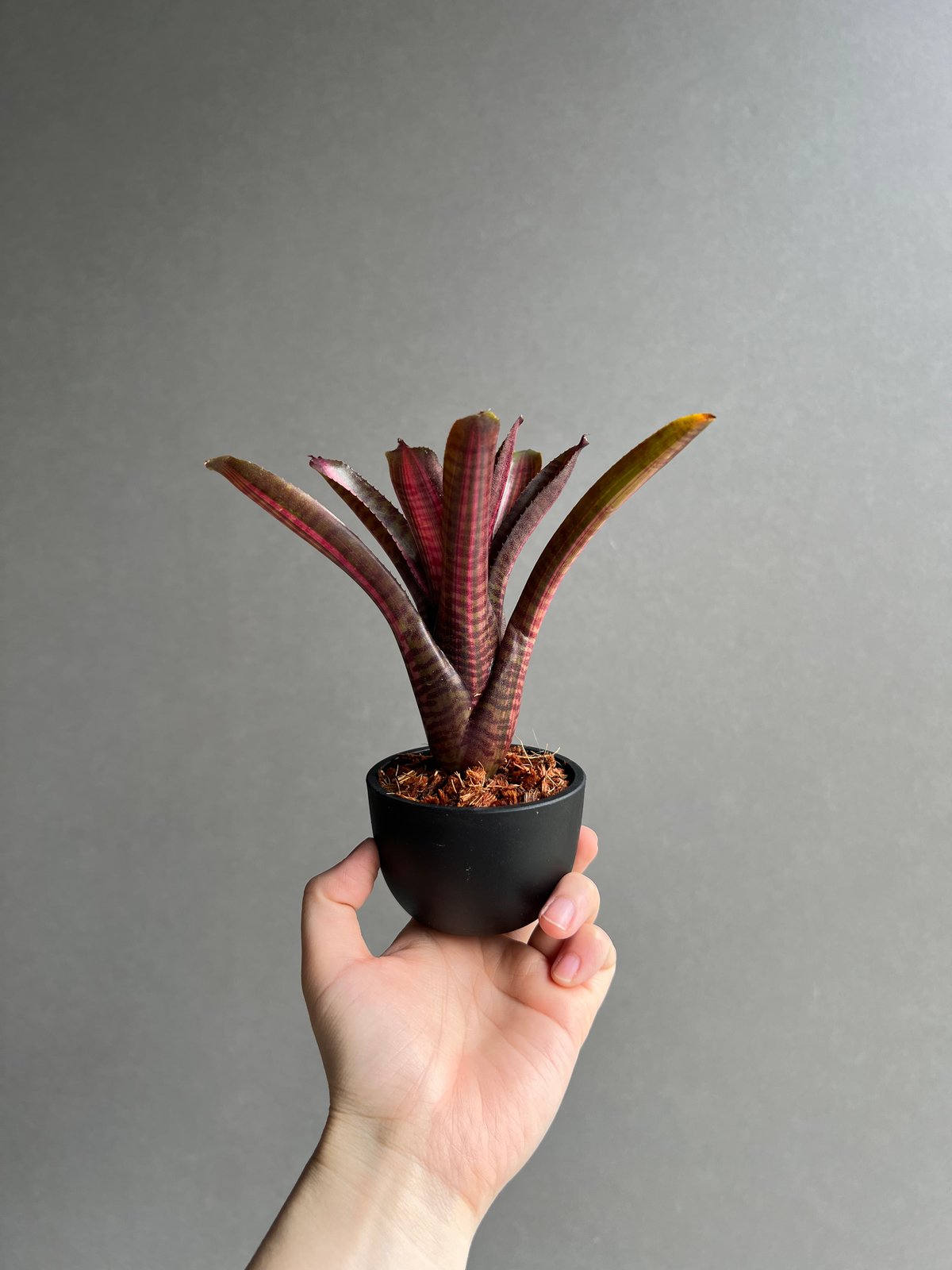 ネオレゲリア スコタックズ コード レッド 「Neoregelia Skotak's Code
