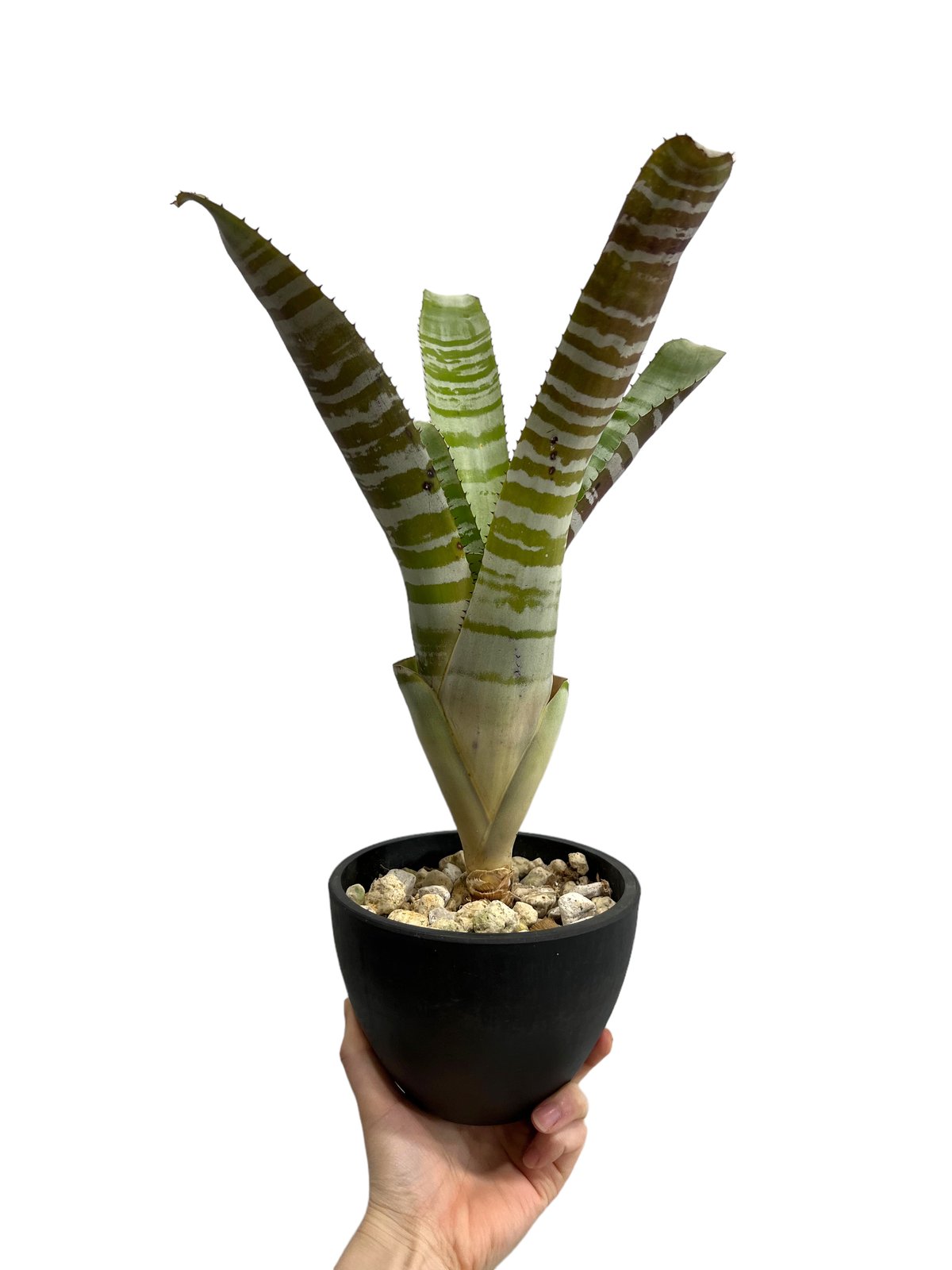 Aechmea chantinii Hybrid〔エクメア〕現品発送A0145 Aechmea chantinii Hybrid〔エクメア〕現品発送A0145 - メルカリ