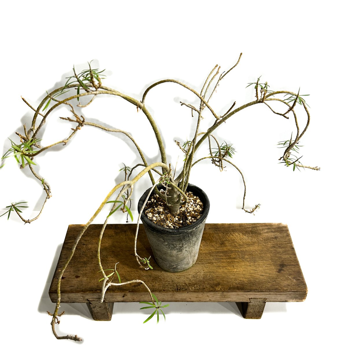 ユーフォルビア バルサミフェラ「 Euphorbia balsamifera」7/30-99A