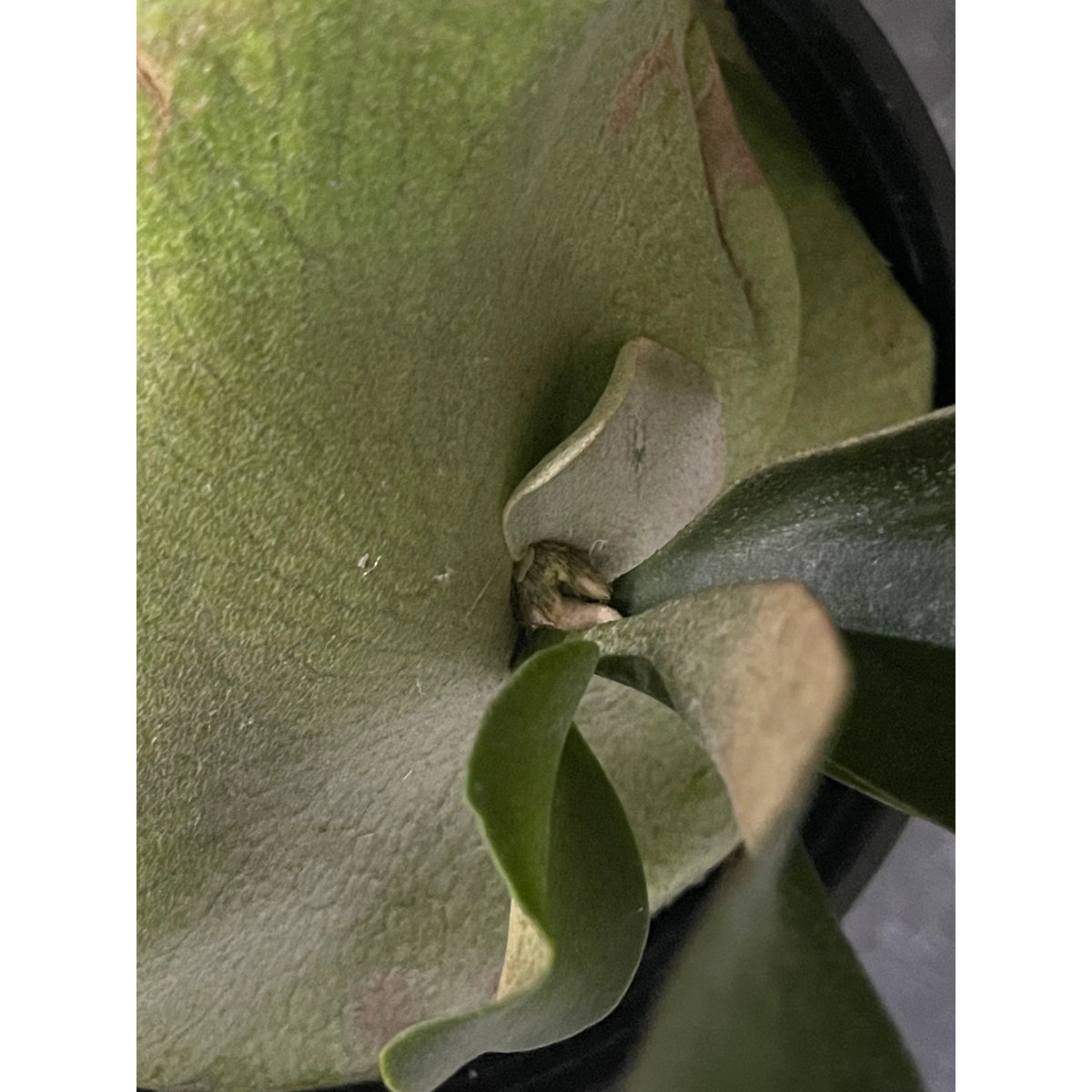 ビカクシダ ペガサス(子株)「Platycerium Pegasus (pup)」1 | SH