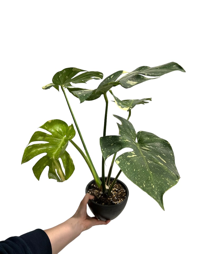 モンステラ タイ コンステレーション 「Monstera deliciosa Thai モンステラ タイ コンステレーション 「Monstera deliciosa Thai