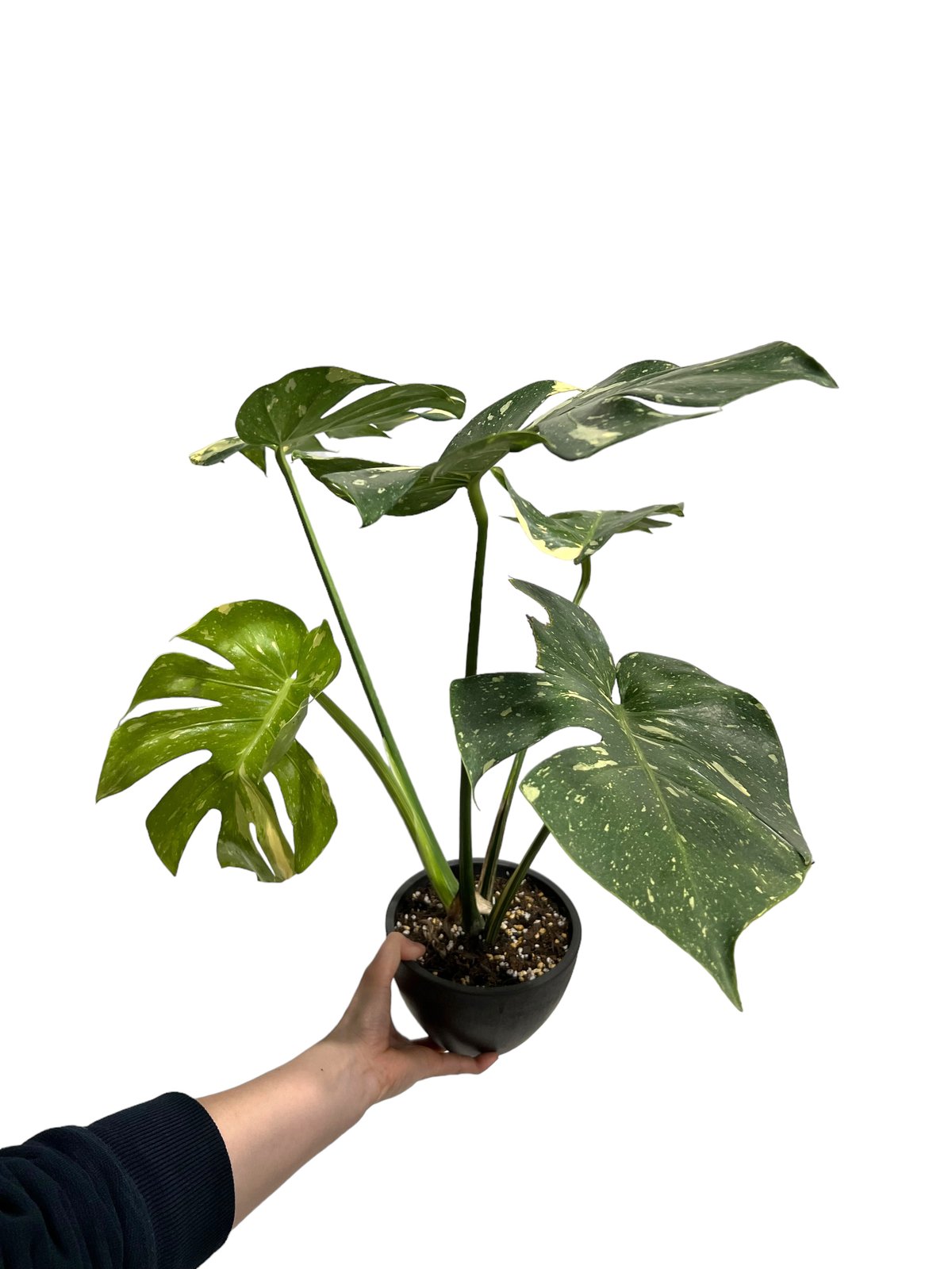 モンステラ タイ コンステレーション 「Monstera deliciosa Thai Con