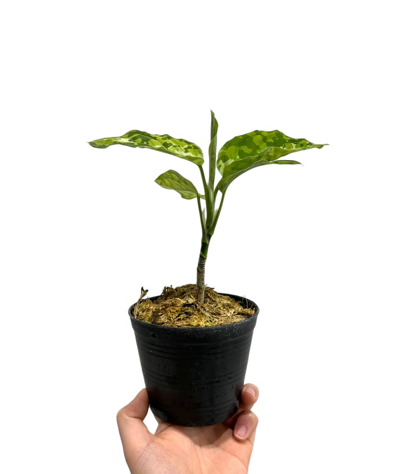 (MB-2022/FJR/AC-BI1) アグラオネマ　ピクタム MB-2022/FJR/AC-BI1) アグラオネマ ピクタム - メルカリ