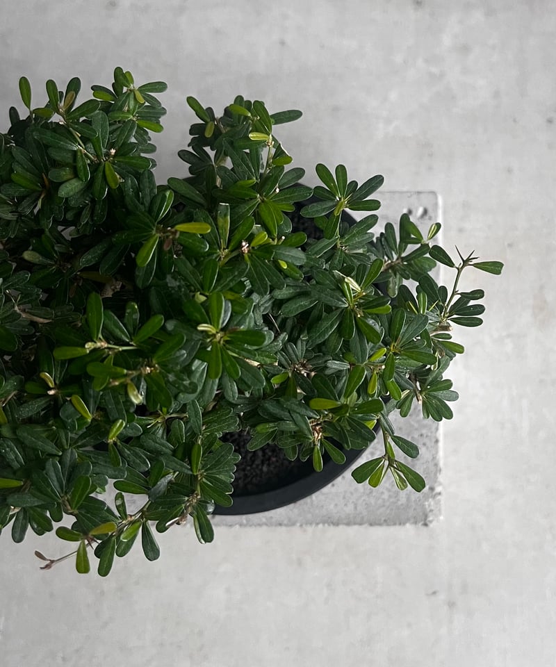 うち” 盆栽 「“UCHI” BONSAI 」76A | SHOUCHIKUEN