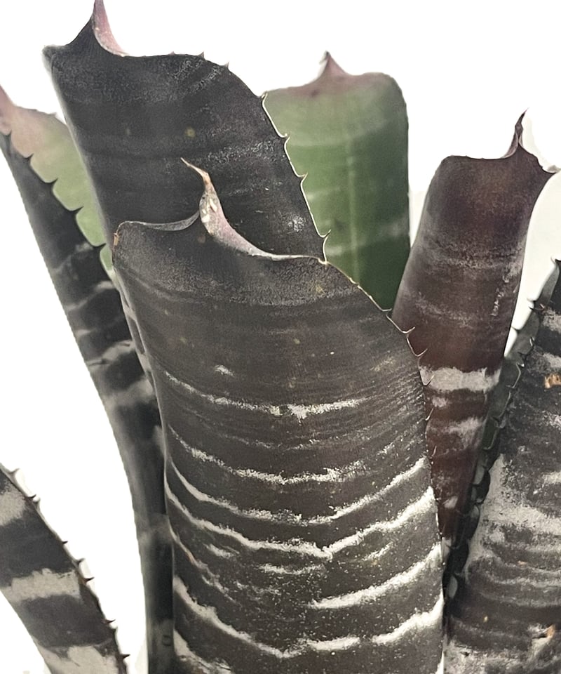 エクメア チャンティニー ワイドリーフ x ブラック エボニー(選抜個体