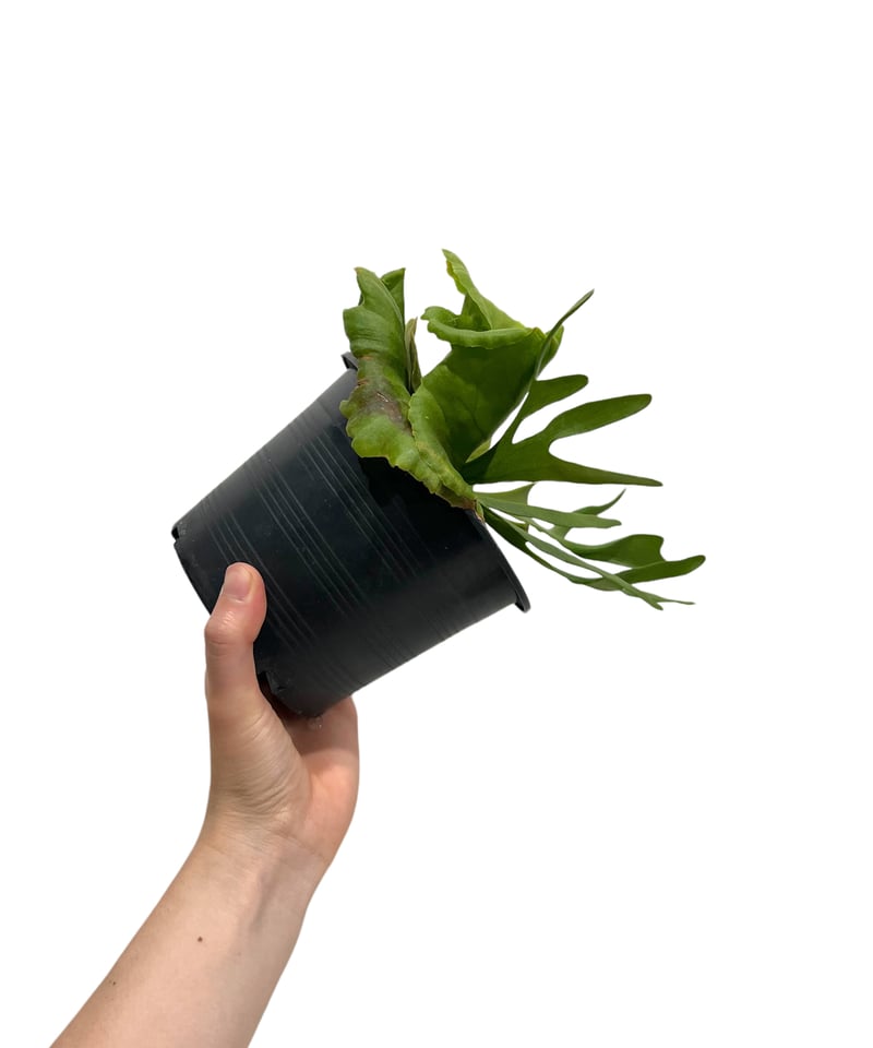 ビカクシダ キッチャクード細葉(by ヌクル) 「Platycerium kitshakoo