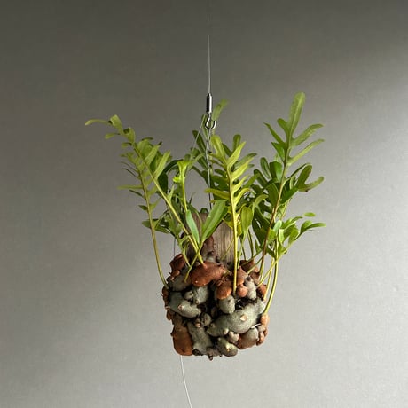 アリ植物 | STORES