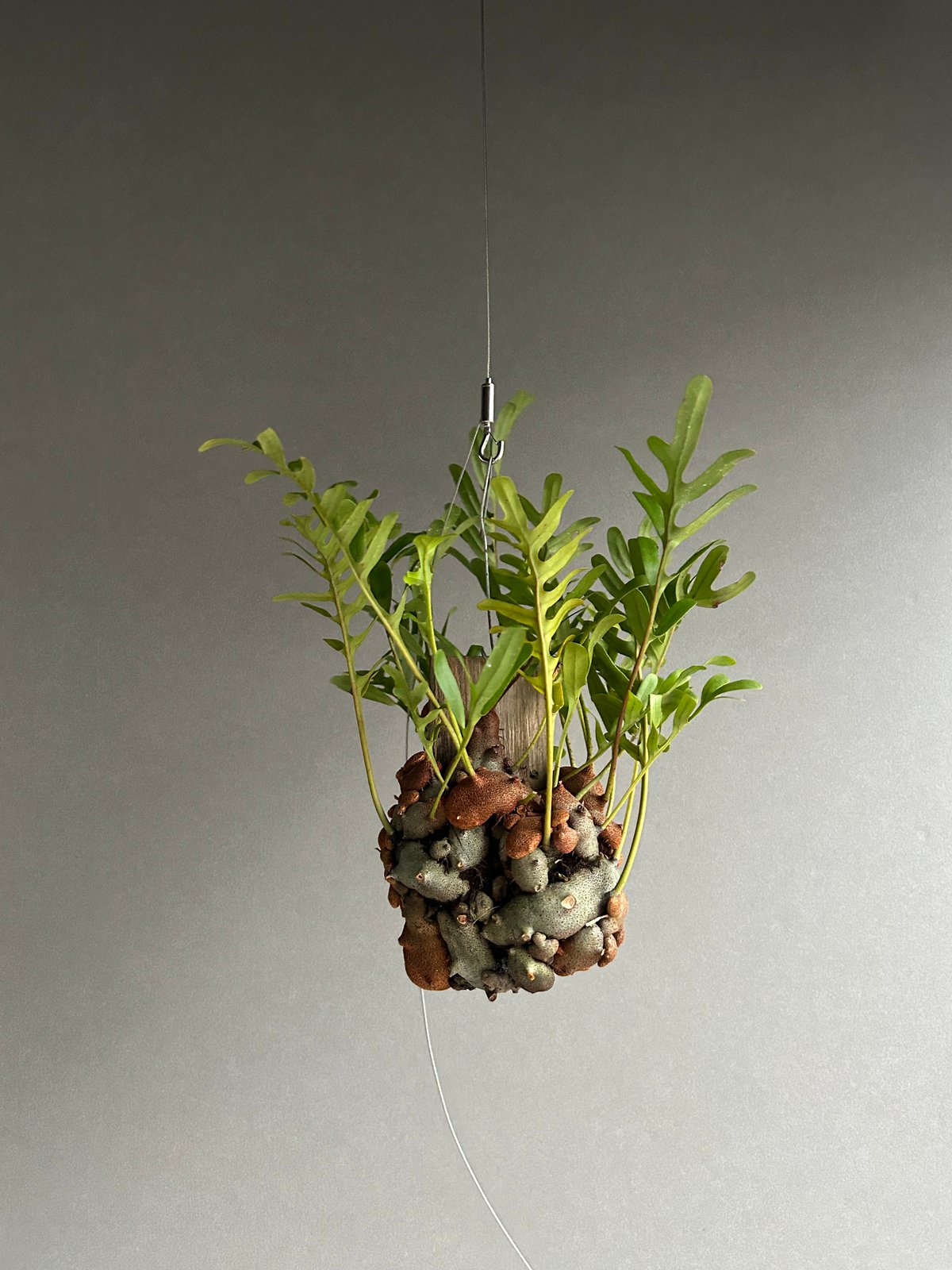 レカノプテリス クルスタセア「Lecanopteris crustacea」60J | SHO