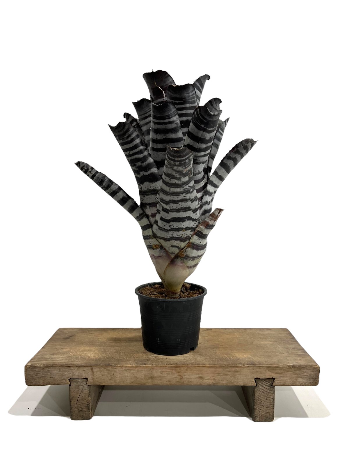 エクメア チャンティニー ブラック 「Aechmea chantinii Black」 27I