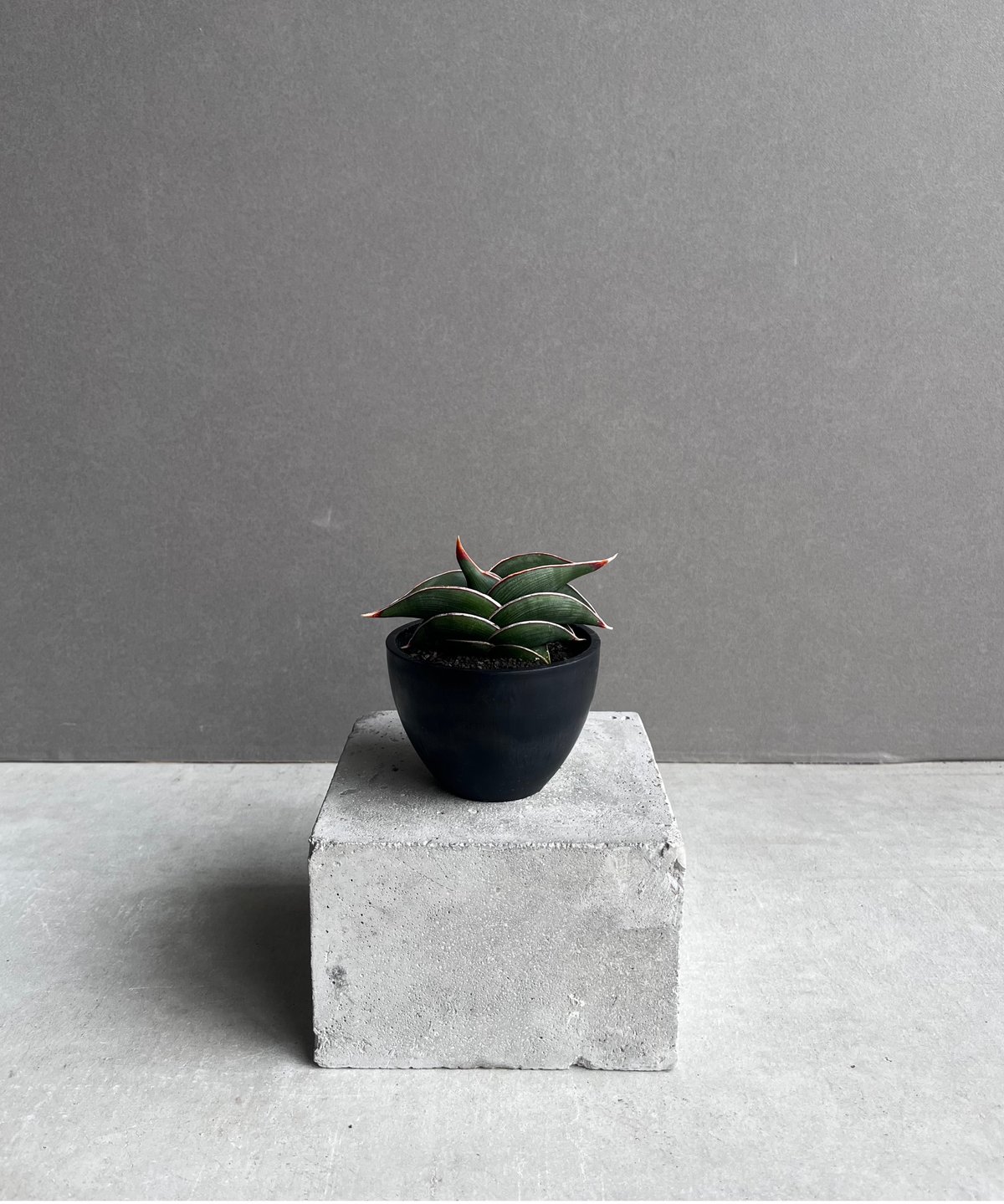 サンセベリア ロリダ 「Sansevieria rorida」57A | SHOUCHIKUEN