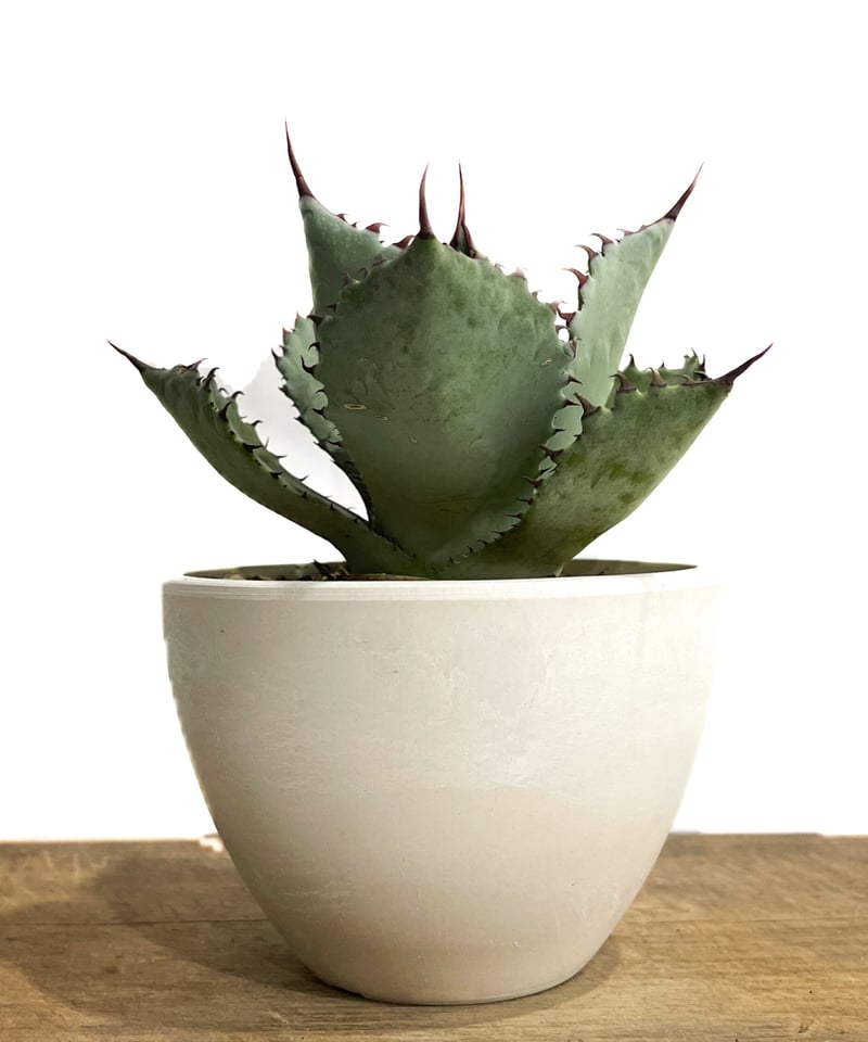 アガベ　パルメリー アガベ・パルメリーの特徴や育て方、増やし方などの紹介