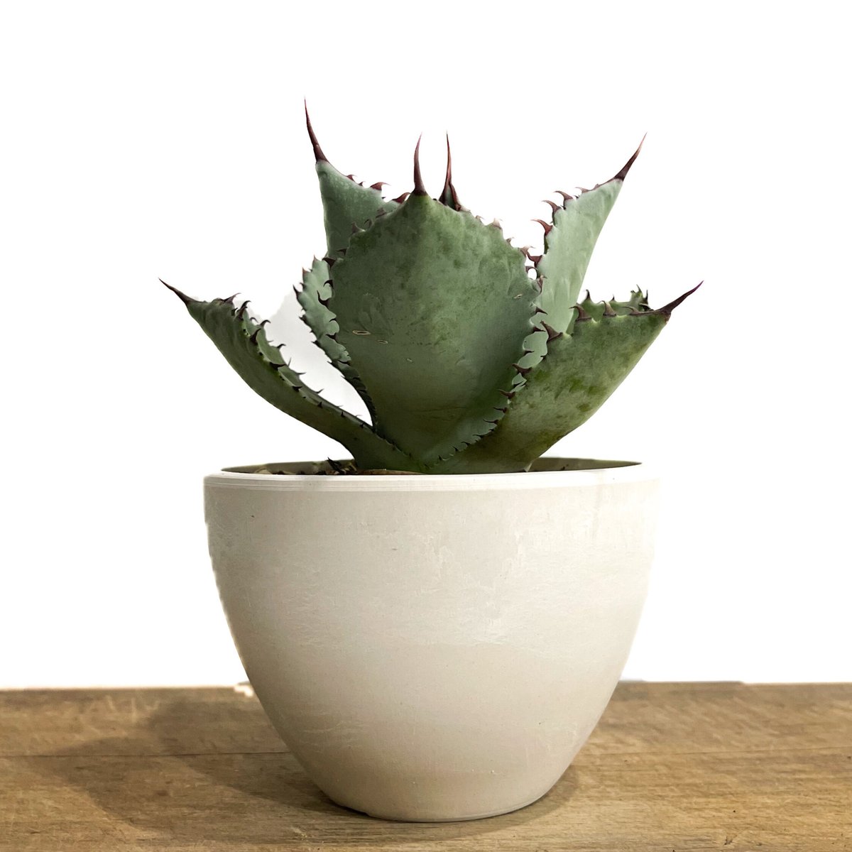 アガベ　パルメリー 種子20粒 アガベ・パルメリー(Agave palmeri) : 多肉植物