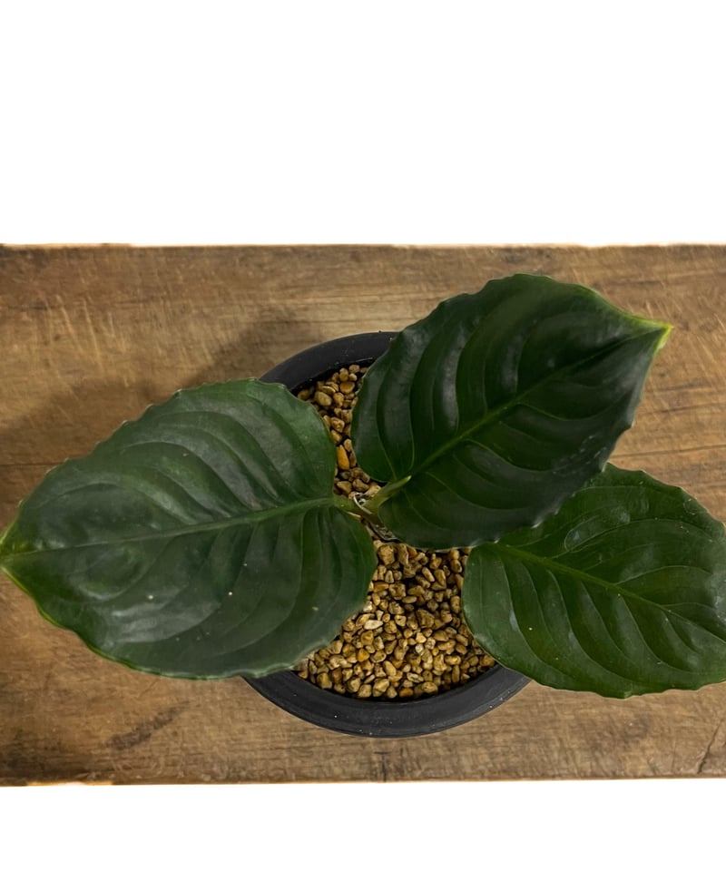 アグラオネマ メタリカ「Aglaonema Metallica」48F-1 | SHOUCHI